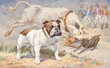 Welcome to OldBulldogs.com