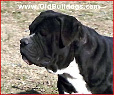 Bull Mastiff Hercules