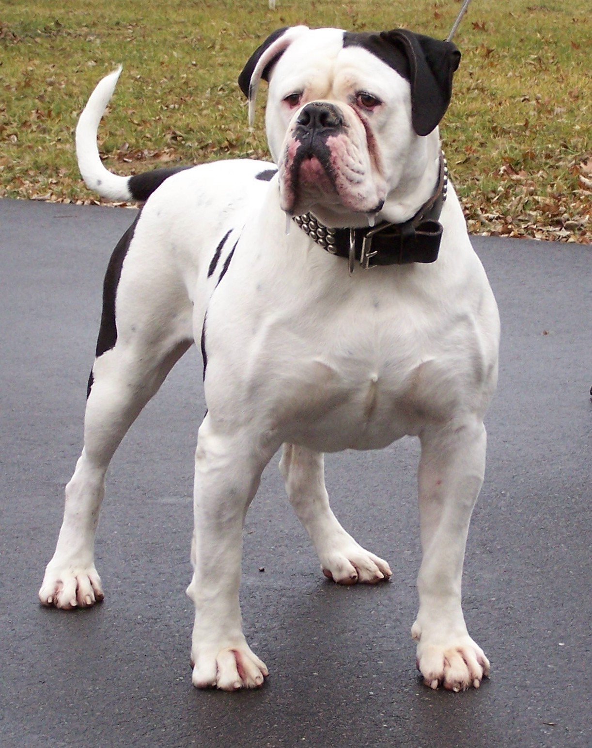  American English Bulldog Mix in the world The ultimate guide 