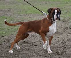 boxer bulldog breed